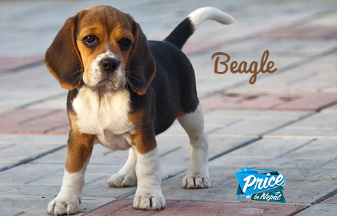 Beagle