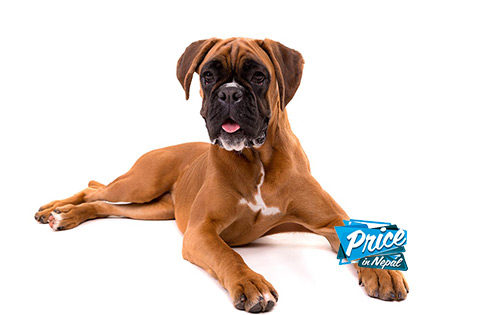 Boxer Price Nepal e1513757149419