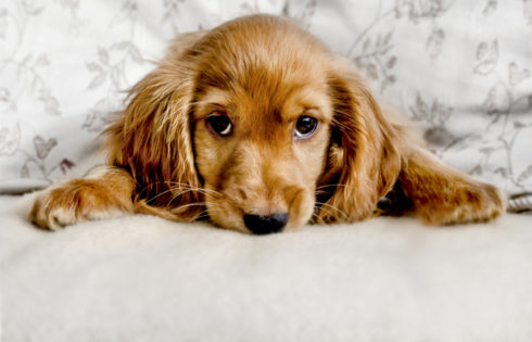 Cocker Spaniel Price Nepal