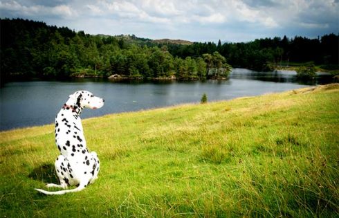 Dogs Price in Nepal, Dogs Price In Nepal