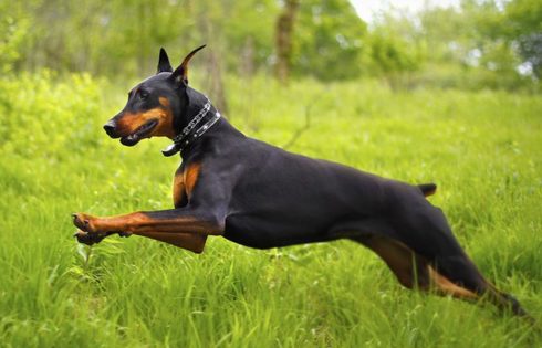 Doberman Price Nepal