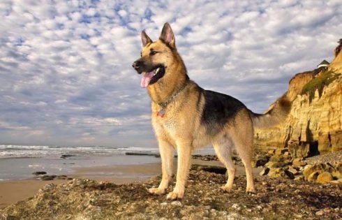 Dogs Price In Nepal Priceinnepal Com Dogs Price In Nepal Priceinnepal Com