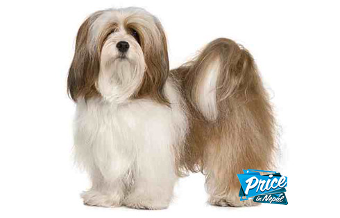 Dogs Price In Nepal Priceinnepal Com Dogs Price In Nepal Priceinnepal Com
