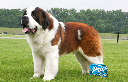 Dogs Price In Nepal Priceinnepal Com